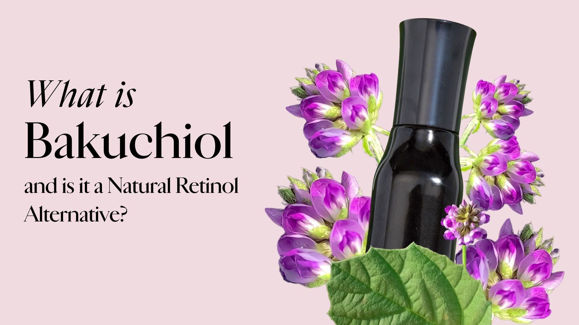 What is Bakuchiol and is it a Natural Retinol Alternative? Black serum bottle with purple bakuchiol flowers and green leaf