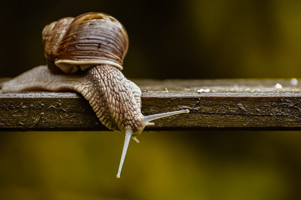 Close-up of a brown garden snail crawling over a weathered wooden board, tentacles extended.